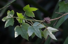 Hibiscus hispidissimus