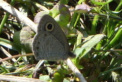Ypthima huebneri