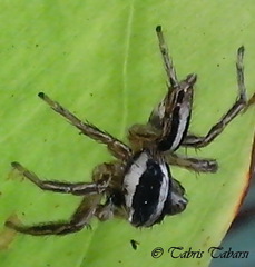 Salticidae