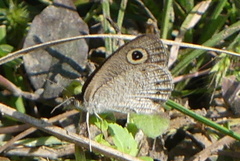 Ypthima huebneri