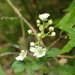 Rubus fruticosus - Photo (c) abourne,  זכויות יוצרים חלקיות (CC BY-NC)