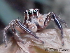 Salticidae