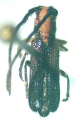 Phaea flavovittata