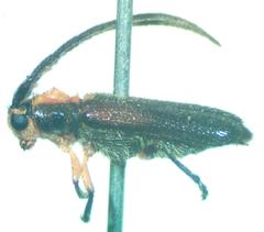 Phaea flavovittata