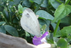 Leptosia nina