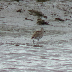 Tringa semipalmata semipalmata