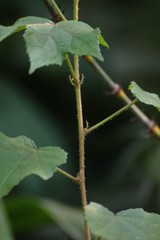 Hibiscus hispidissimus