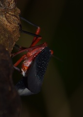 Kalidasa lanata