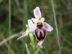 Ophrys exaltata splendida