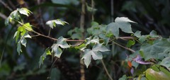 Hibiscus hispidissimus