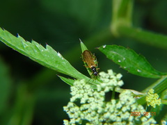 Rhagonycha lignosa