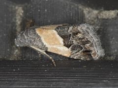 Tripudia balteata