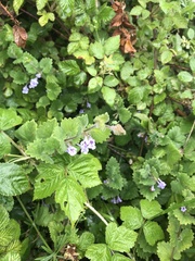 Glechoma hederacea