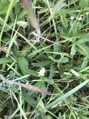 Stellaria graminea