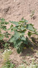 Atriplex sagittata