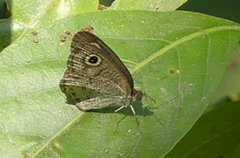 Ypthima huebneri