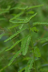 Phyllanthus niruri