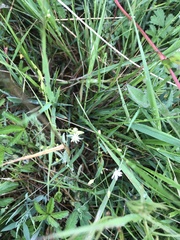 Stellaria graminea