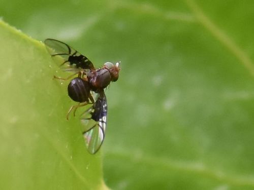 Spectacled Berry Fly, Groesbeek, Nederland, photo 6 of 10