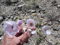 Sphaeralcea ambigua rosacea