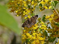Nisoniades macarius