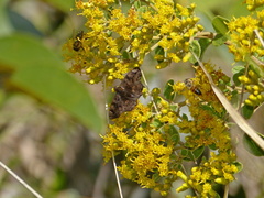 Nisoniades macarius