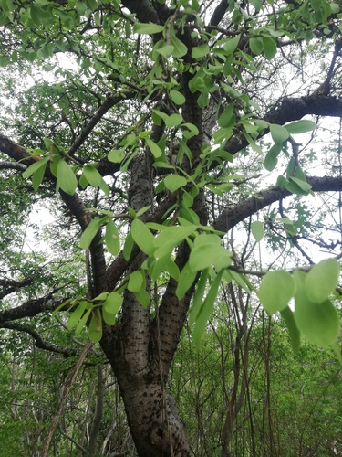 Leuenbergeria lychnidiflora (Leuenbergeria lychnidiflora)