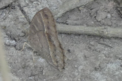 Satyrinae