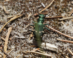 Cicindela patruela