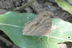Satyrinae
