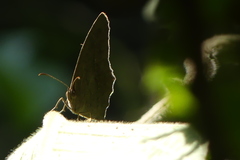 Satyrinae