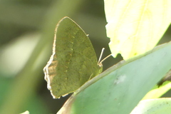 Satyrinae
