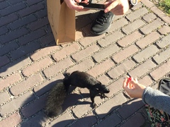 Sciurus carolinensis