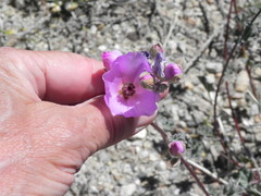 Sphaeralcea ambigua rosacea