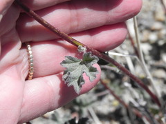 Sphaeralcea ambigua rosacea