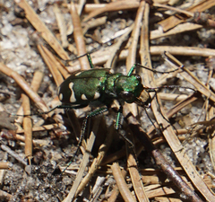 Cicindela patruela