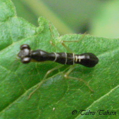 Schizomantodea