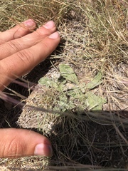 Gossypianthus lanuginosus