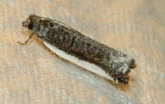 Ancylis albacostana