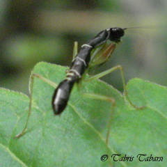 Schizomantodea