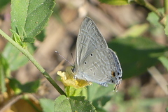 Catochrysops strabo