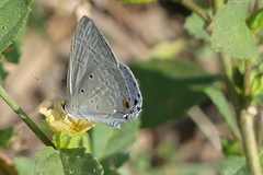 Catochrysops strabo