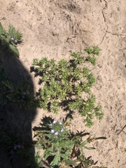 Loeflingia squarrosa