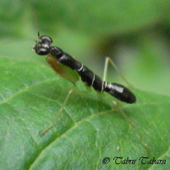 Schizomantodea