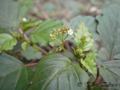 Boerhavia erecta