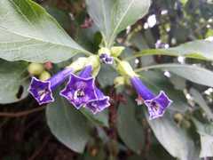 Iochroma cyaneum