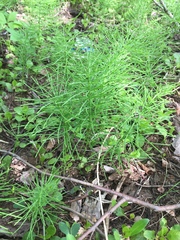 Equisetum arvense image