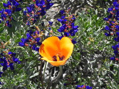 Calochortus kennedyi kennedyi