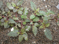 Boerhavia erecta