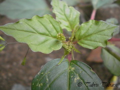 Boerhavia erecta